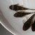 African Cichlid Juveniles and Bristlenose Plecos