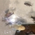 African Cichlid Juveniles and Bristlenose Plecos