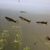 Free guppy fish