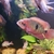 South American Cichlids