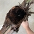 Huge piece of bog wood