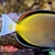 Coral beauty , goldrim tang sale..