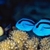 Coral beauty , goldrim tang sale..