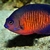 Coral beauty , goldrim tang sale..