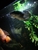 Emperor snakehead