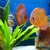 3 x 4-5" Discus £120