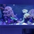 Aqua reef 300 with hydra 52