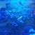 live rock for sale
