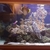 3ft tessalata honey comb moray eel - ONO ££££