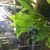 FLUVAL EDGE 50L Planted Tank with Dwarf Puffers and Otto Catfish