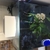 FLUVAL EDGE 50L Planted Tank with Dwarf Puffers and Otto Catfish