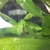 FLUVAL EDGE 50L Planted Tank with Dwarf Puffers and Otto Catfish