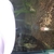 FLUVAL EDGE 50L Planted Tank with Dwarf Puffers and Otto Catfish