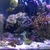 Aqua One Mini Reef Marine Aquarium 120L with corals, anemone and fish.