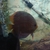 Discus Fish x3, about 4 inches in size