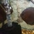 Discus Fish x3, about 4 inches in size
