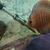 Discus Fish x3, about 4 inches in size