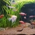 Tropical fish for sale