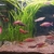 Tropical fish for sale