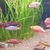 Tropical fish for sale