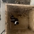 Breeding pair of clownfish, Darwin (f) Wyoming white (m)