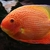 WANTED LARGE RED SPOTTED SEVERUM 