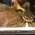 1x red tail catfish 1x hybrid tsn/rtc