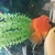 South American cichlids for sale