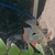 South American cichlids for sale