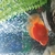 South American cichlids for sale