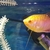gold gourami needs home