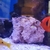 Flame Angelfish