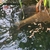 Very large Ghost Carp for sale