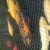 Mature Koi for sale