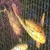 Mature Koi for sale