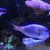 MARINE FISH SOHAL TANG