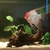 Two adult male angelfish - New (bigger) home needed - £15 for both