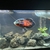 £300    5 ft full set up 22inch arowana 12 inch Oscar and loads more