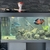£300    5 ft full set up 22inch arowana 12 inch Oscar and loads more