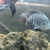 £300    5 ft full set up 22inch arowana 12 inch Oscar and loads more