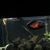 £300    5 ft full set up 22inch arowana 12 inch Oscar and loads more