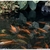 Pond fish