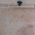 Young Malawi Cichlids 130+