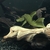 Large green phantom pleco