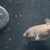 Stars and stripes Puffer