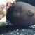 Dogface Puffer