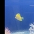 Assortment of Tangs
