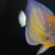 Blue Ring Angelfish Annularis