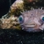 Spiny Box Puffer Fish