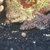 Paddelfin Goby